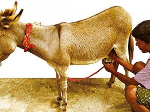 صابون حليب الحمار الطبيعي الاصلي العضوي صابون حليب الحمار الطبيعي الاصلي العضوي